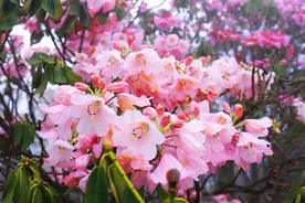 花期预告丨新华社严选的阳明山杜鹃花即将绽放 这份赏花秘籍请收好图片