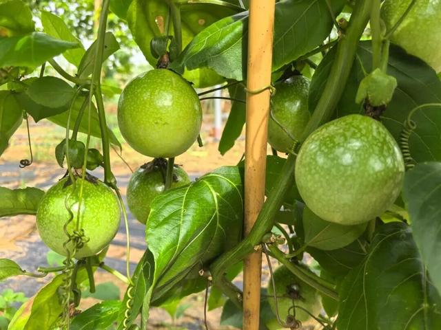 南宁冬季水果采摘全攻略 | 东北老铁、西北家人，告别猫冬！来南宁实现“水果自由”