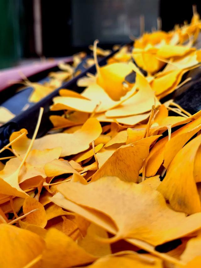 风一吹，索河路就成了金色的世界