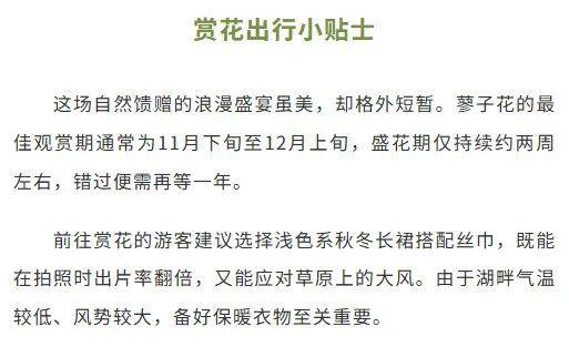 粉紫花海正上演“限定童话”，花期即将结束！