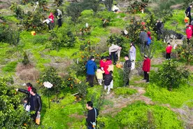 重庆长寿：果冻橙采摘正当时图片
