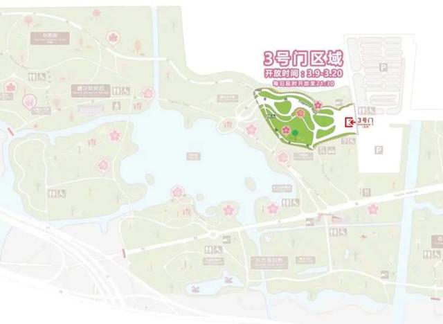 春夜樱花别有风情！上海樱花节首日迎来1万多名游客，首个夜晚人少景美两相宜，首个赏樱指数出炉