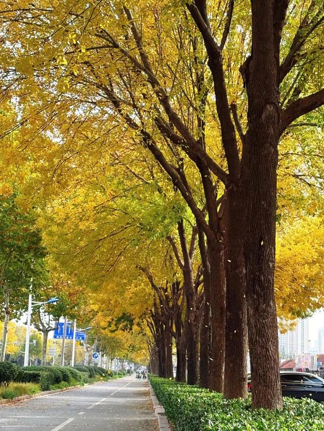 日照街道的这些地方！美极了！