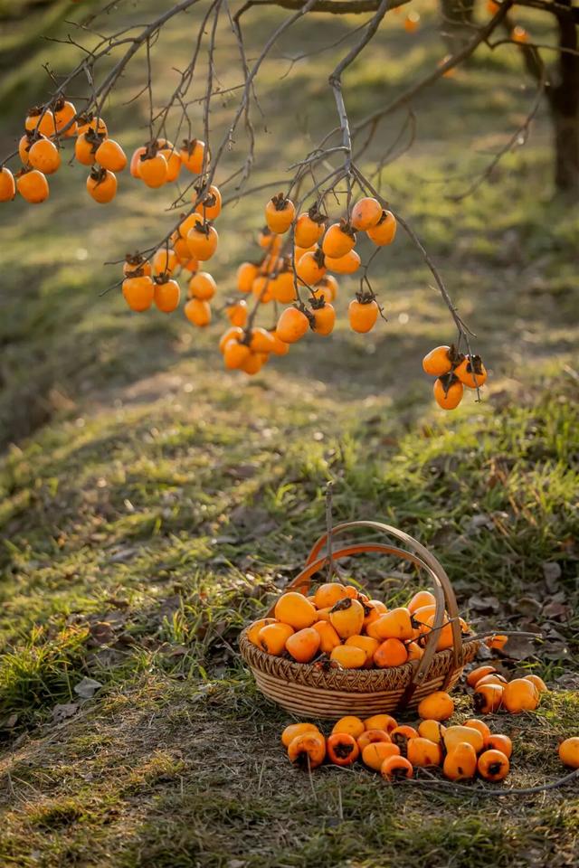 柿子红了！日照这片“柿”情画意，超出片！