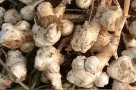 似姜不是姜，这种天然“胰岛果”正大量上市！隔三差五吃一点，好处多多图片