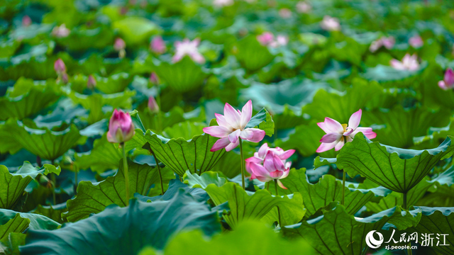 杭州：西湖荷花盛放迎客