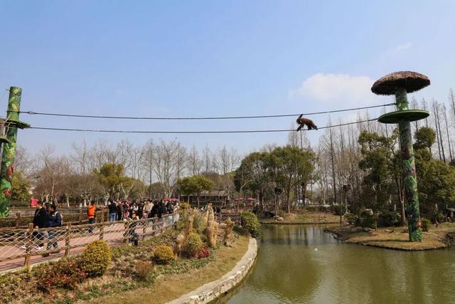 上野大熊猫百日庆邀你免费游园！