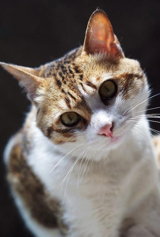 秋假去哪儿？跟着陆游感受简阳的“幽兴自无穷”