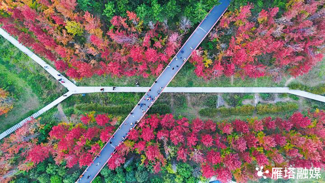 枫红映雁塔！一场枫叶与艺术的邂逅