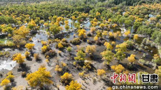 甘肃金塔：胡杨林美景醉游人