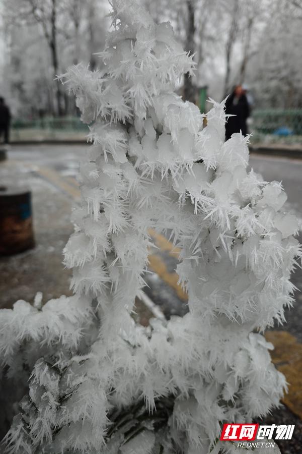 组图丨琼枝玉树映飞山 靖州雾凇绘就冬日诗画