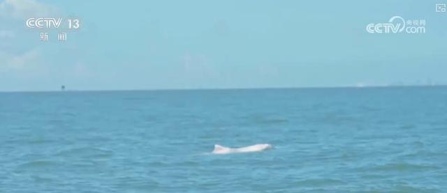 乘船追豚、红树林探秘、听潮观星……自然馈赠的惊喜燃动滨海旅游消费热力