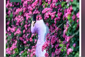 在云南样样好丨红河弥勒月季“花海墙”，嘎嘎出片！图片