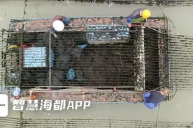 紫菜采收季到来，泉港“海上菜园”迎来丰收图片