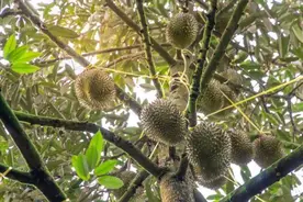 今年不吃榴莲，就真的亏大了！挑选榴莲记住这3点，不做“大冤种”！图片