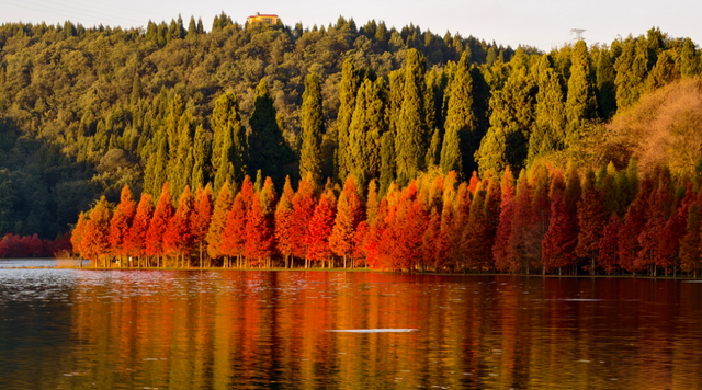 解锁冬日专属浪漫  三家村水库水杉林如诗如画