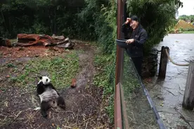 图片新闻|饲养员刘洋：我在比利时“养”大熊猫图片