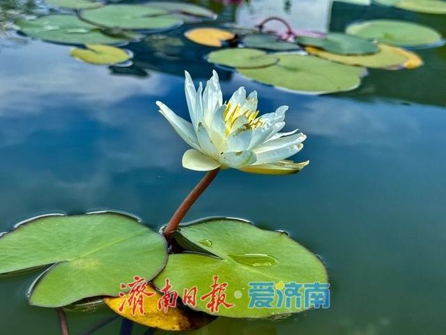 一年四季 泉在济南丨济南奥体中心荷花池内莲花绽放 为初秋添彩