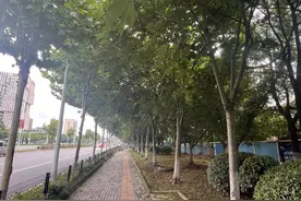 市民一个月遭6次“霸道小鸟”袭击，专家：灰喜鹊正值繁殖期，驱赶行为出于护崽心理图片
