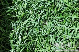 郧西羊尾镇：上春山采春茶品“春”味图片