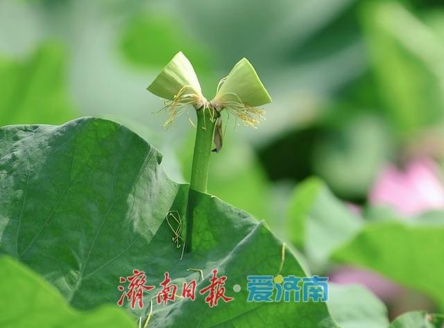 一年四季 泉在济南丨泉城公园“并蒂莲”凋谢，“连体”莲蓬引市民围观