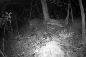 龙岗珍稀野生动物曝近照 小灵猫、中华穿山甲亮相图片