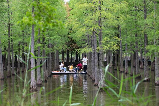 江苏泗洪：游览湿地 荡舟水上
