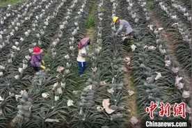 （走进中国乡村）广东电白台商的“凤梨甜蜜事业”图片