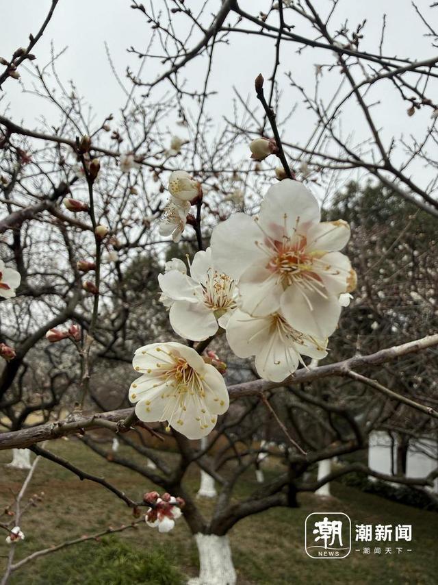 提前半个月绽放，超山梅花季迎来长三角游客潮