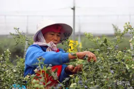 芒市蓝莓迎来采摘季，产业助力农户增收图片