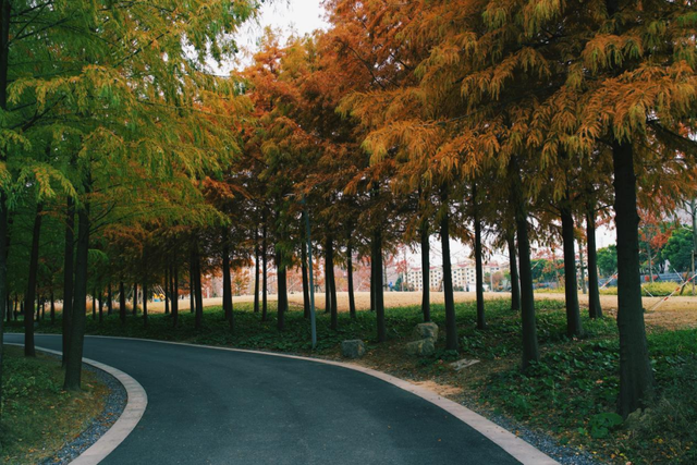 红叶+落日！深秋限定！用一下午时间感受河畔最美秋色