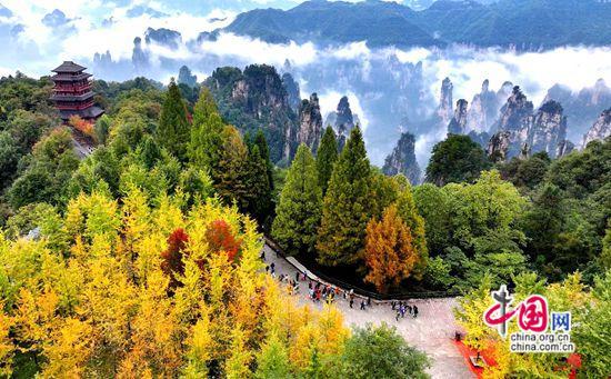 张家界武陵源：层林尽染秋意酣 赴约赏景正当时