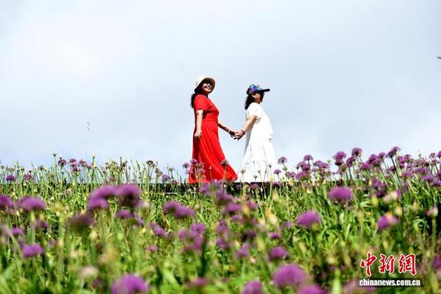 贵州六盘水：万亩野生韭菜花开引游客