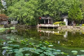 上海荷花睡莲展今年首次来到市区免费公园，背后竟有一段技术助力的佳话！图片