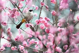 鸟语花香！鸟戏枝头美如国画图片