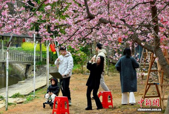 福建福州：樱花烂漫迎客来
