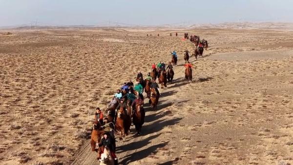 弘扬北疆文化丨燃爆冬日戈壁！150峰骆驼上演戈壁上的速度与激情