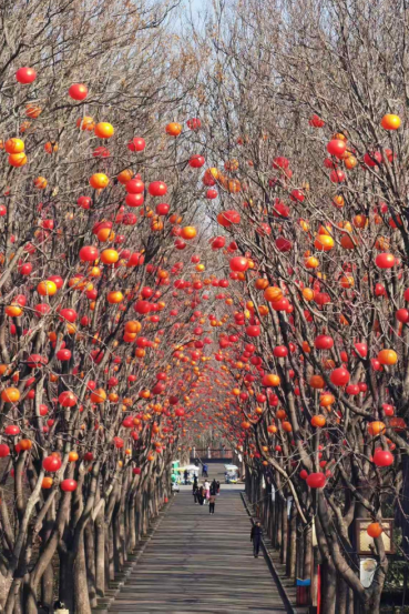 快出门！今年梅花开好啦，就是这么早！