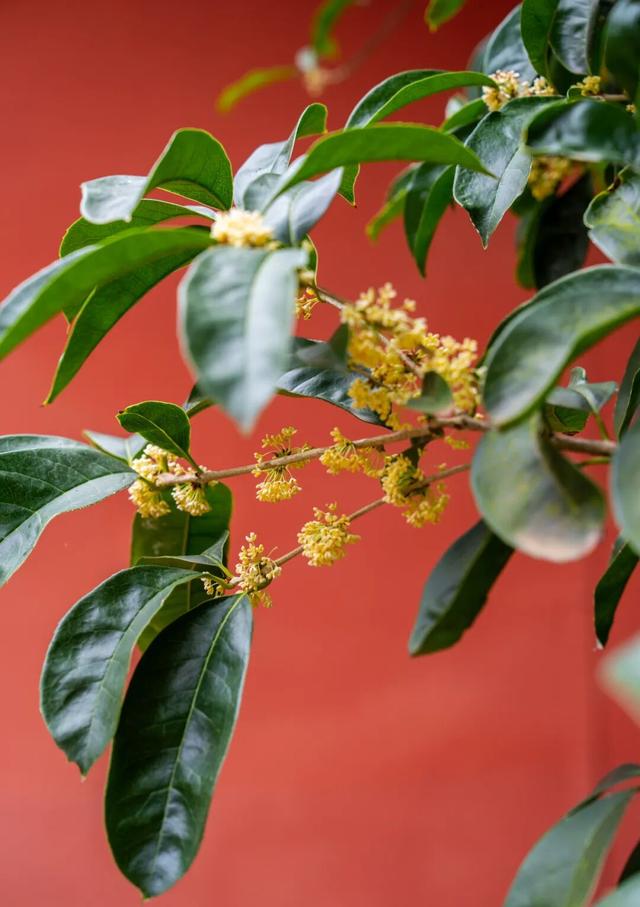 包出片的~城厢古城桂花打卡计划，走起→