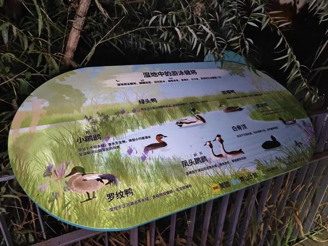 夜晚，我们在公园里“找宝藏”