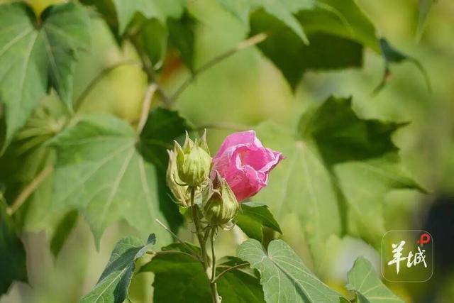 盛花期！流花湖畔迎来“冬日浪漫”！