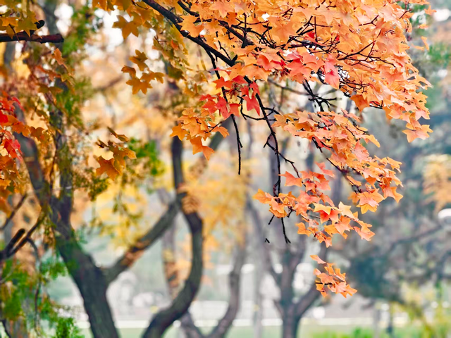 步步皆斑斓，解锁京城秋日诗意