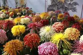 北京市菊花展将亮相北海公园，“春潮绿云”等标本菊新品种迎客图片