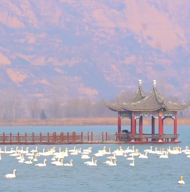 冬日的运城，藏着北方最诗意的浪漫