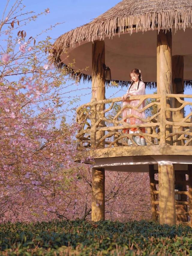 漳州的樱花，开啦！！！