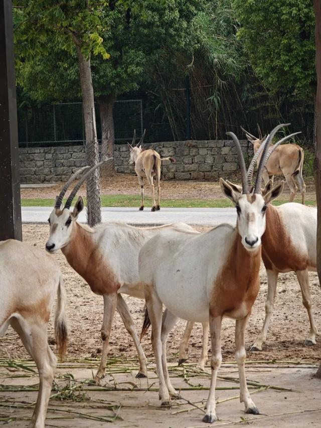 江宁“疯狂动物城”
