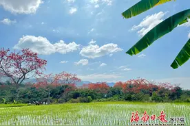 打卡绝美木棉花，海南这些地方最出片！图片