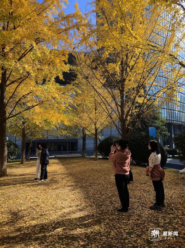 限定金色浪漫！杭州这处新晋银杏打卡点火了，坐标市民中心