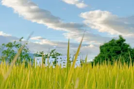 “云南美好生活·2024风吹稻浪”网络主题音乐活动在大理洱源举办图片