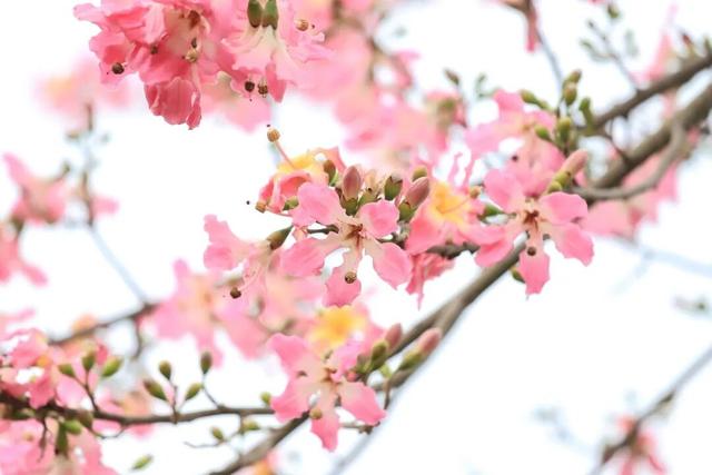 视觉增城｜粉黛碧道！邂逅增城冬日的浪漫
